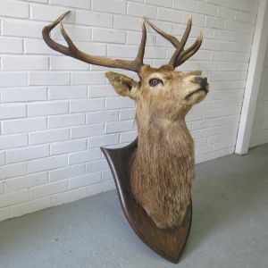 Stag 8