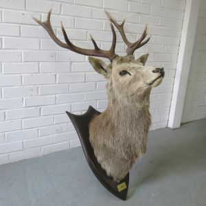 Stag 9