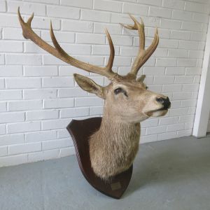 Stag 10
