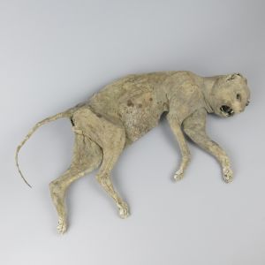 Mummified Cat 2