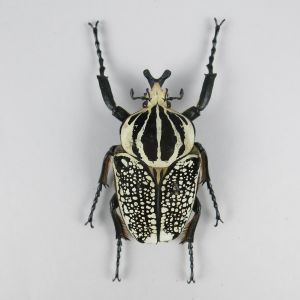 Goliath Beetle 1
