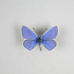 Common Blue 1