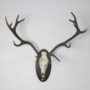 Stag Antlers (I)