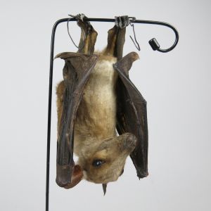 Egyptian Fruit Bat 2