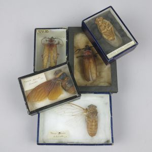 Boxed insects