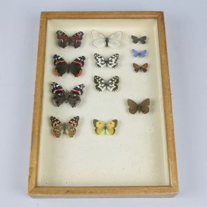 Cased butterflies, vintage
