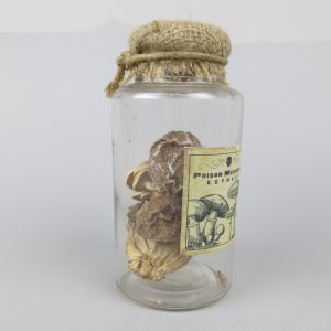 Poison mushrooms in jar