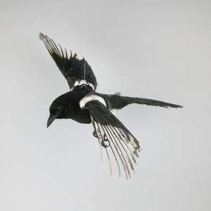 Magpie in flight 3