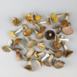 Mushrooms (brown)