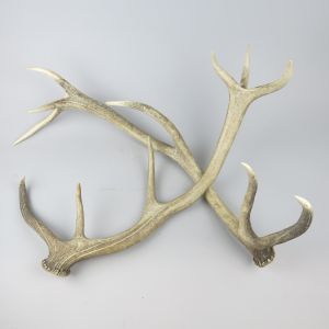 Shed antlers 2