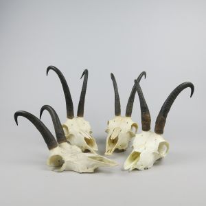 Chamois skulls & horns