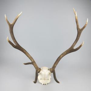 Antlers (no.15)
