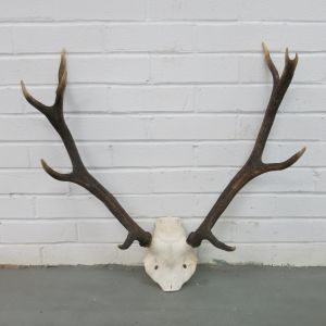 Antlers (no.11)