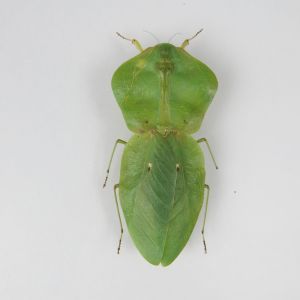 Leaf Insect 3 (smaller variant)