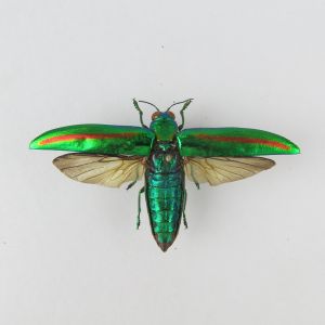 Chrysochroa fulminans (open wings)