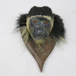 Colobus Monkey head (antique)