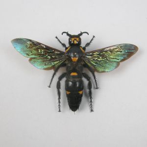 Giant tropical wasp