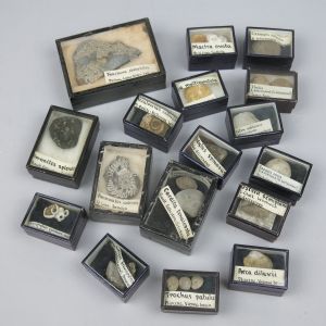 Museum boxed fossils (qty)