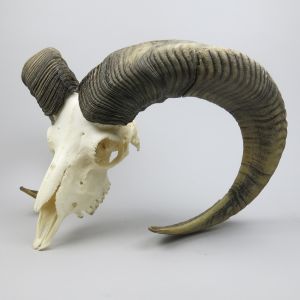 Ram / Mouflon skull & horns (no. 1)