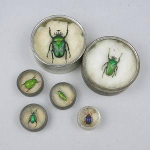 Beetles in collector's tins