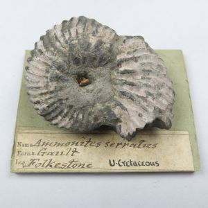 Fossils 2b