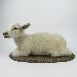 Lamb 6