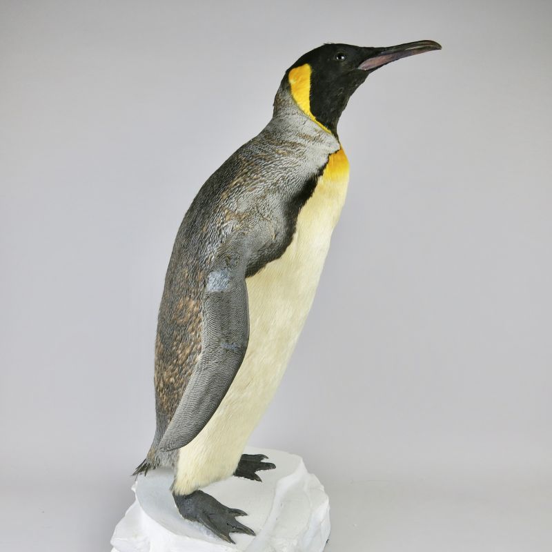 Hire London Taxidermy