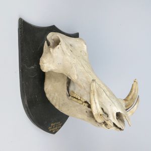 Warthog skull, on shield