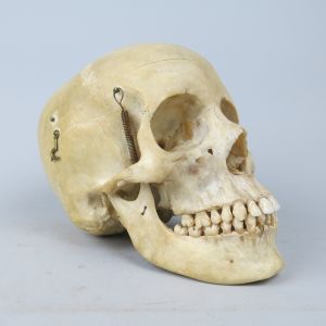 Human skull 5