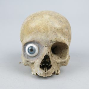 Human skull 8