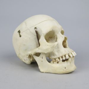 Human skull 9