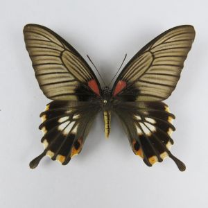 Papilio menmon (tailed form)