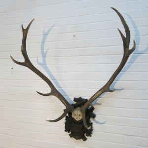 Stag Antlers (C)