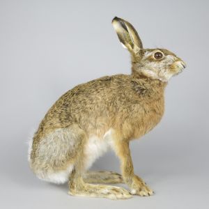 Hare 2