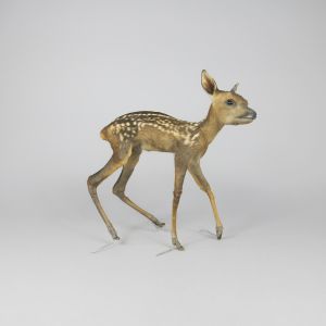 Baby Roe Deer 1