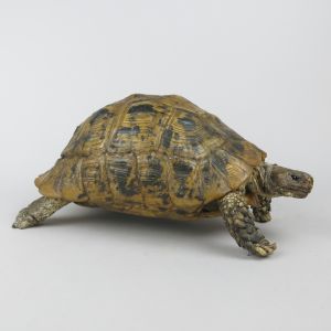 Spur-thighed Tortoise 1