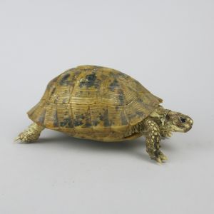 Spur-thighed Tortoise 2
