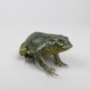 Common Toad 1