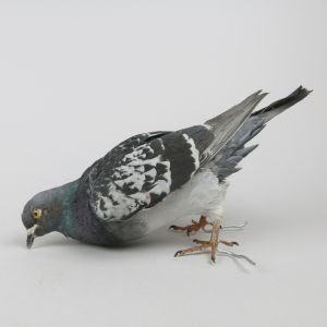 Feral Pigeon 3