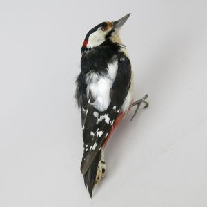 Greater Spotted Woodpecker 1