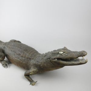 Crocodile, large antique (2)