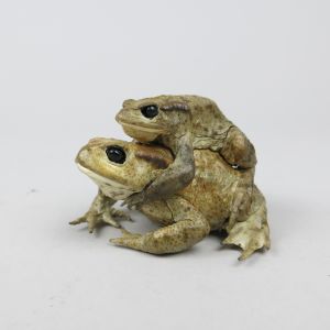 Common Toads, mating 1