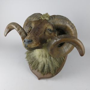 Ram head 1