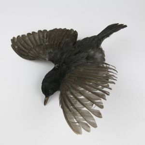 Blackbird in flight 2