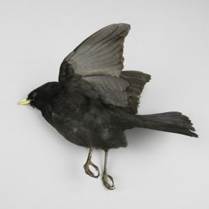 Blackbird in flight 1