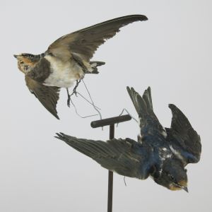 Swifts in flight x 2