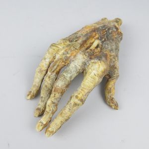 Mummified hand 2