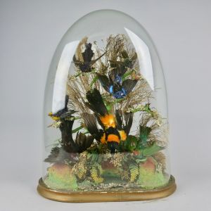 Glass dome of tropical birds 2