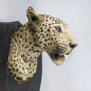 Leopard head 2