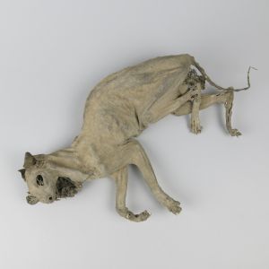 Mummified Cat 1
